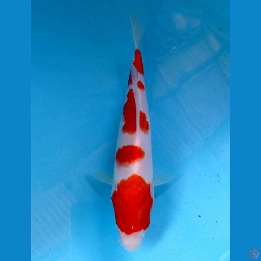 kohaku 20cm