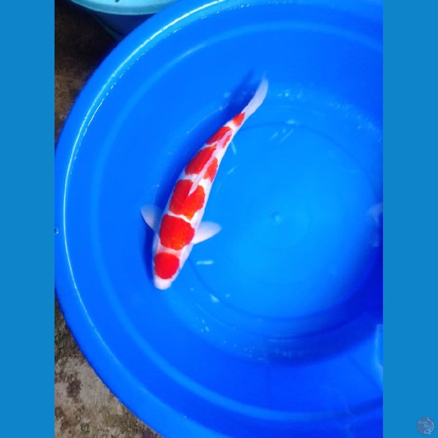 super jantan 39cm 