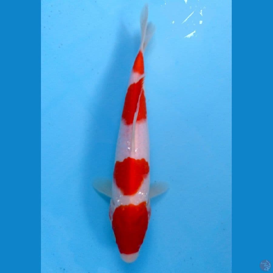 kohaku 20 cm