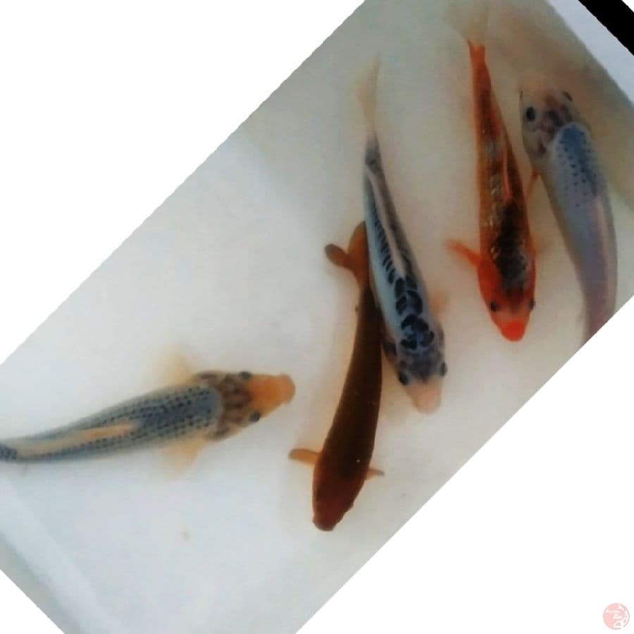 mix koi , 5ekr