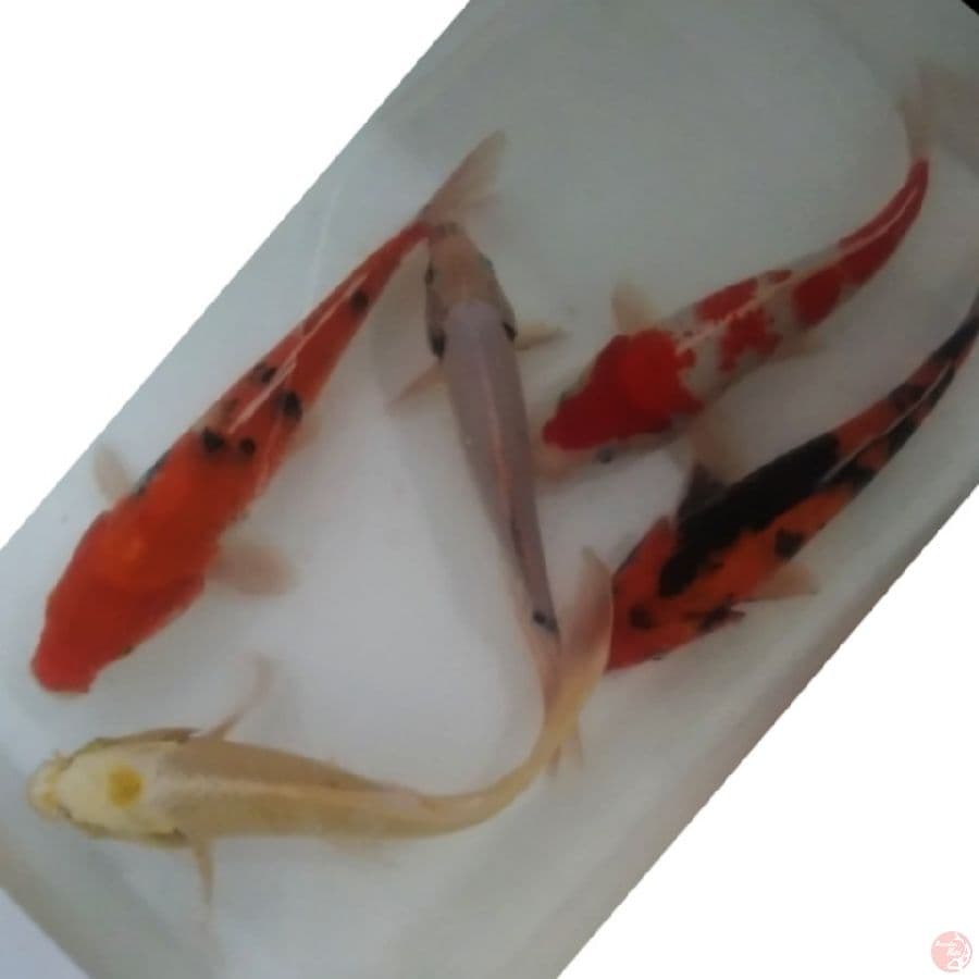 mix koi   , 5ekr