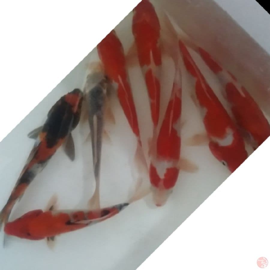 mix koi , 8ekr