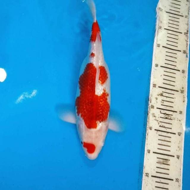 Goromo ginrin female 