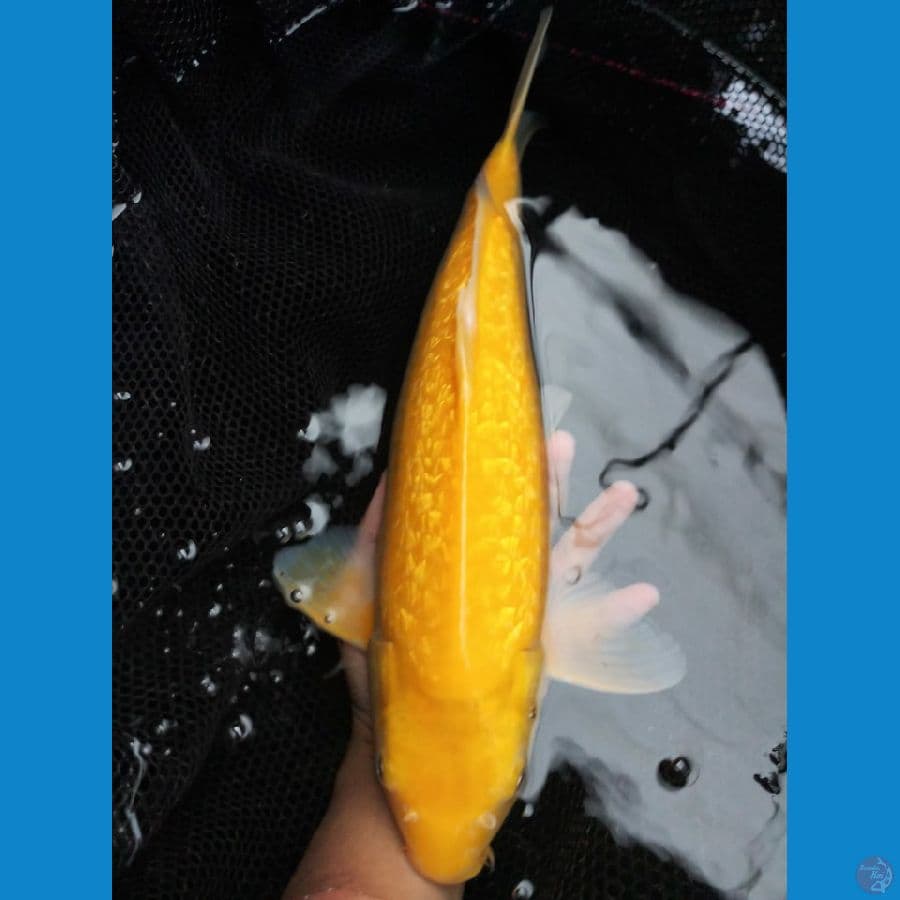 karashi lemon 43cm male