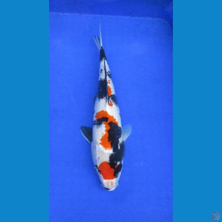 showa sansoku ±38cm