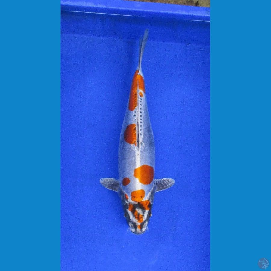 beni kikokuryu ±37cm