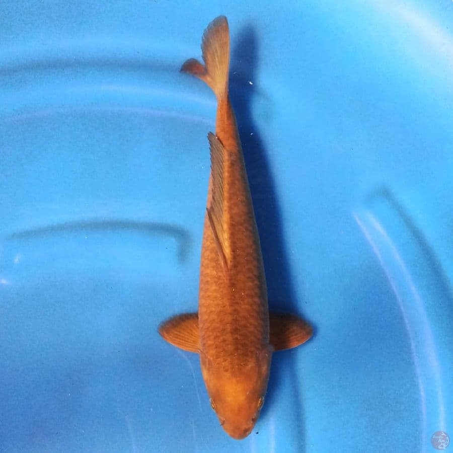 Chagoi Jagung 32 cm