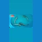 MUKASHI 30CM --- CANAYA KOI FARM