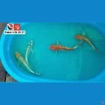 PAKET 25 27 --- CANAYA KOI FARM
