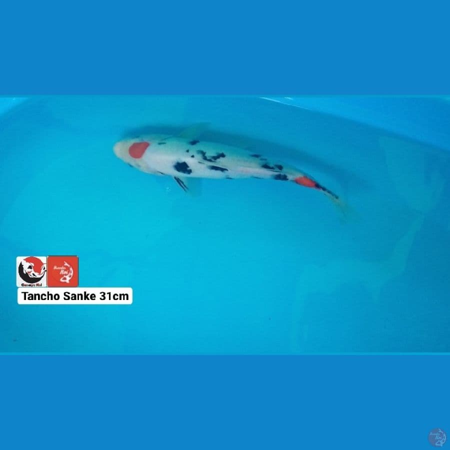 TANCHO SANKE 31CM --- CANAYA KOI FARM