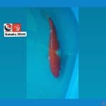KOHAKU 30CM --- CANAYA KOI FARM