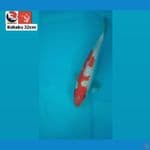 KOHAKU 32CM --- CANAYA KOI FARM