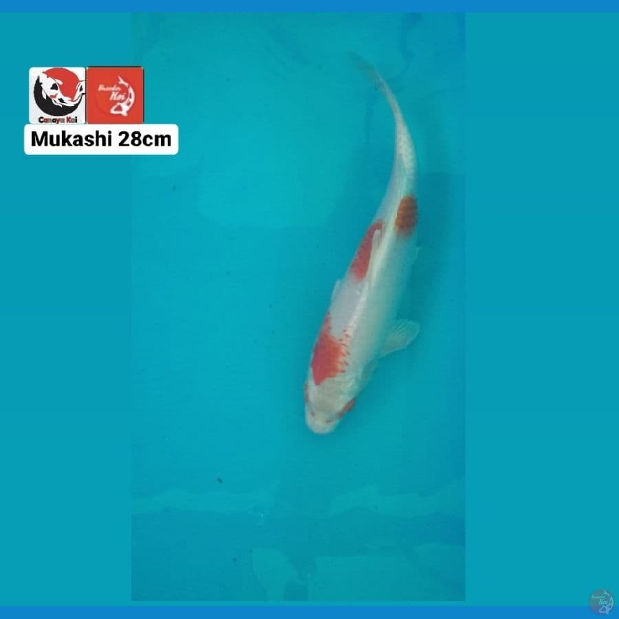 MUKASHI 28CM --- CANAYA KOI FARM