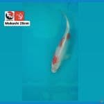 MUKASHI 28CM --- CANAYA KOI FARM