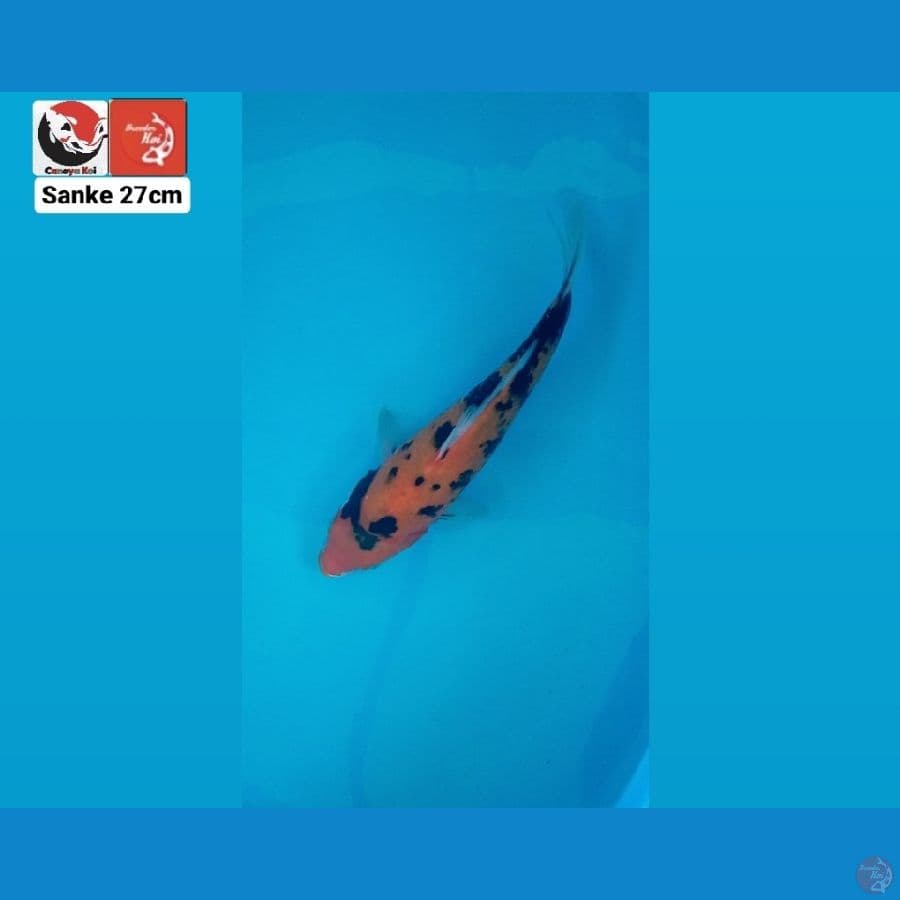 SANKE 27CM --- CANAYA KOI FARM