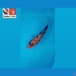 SANKE 27CM --- CANAYA KOI FARM
