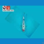 TANCHO SANKE 30CM --- CANAYA KOI FARM