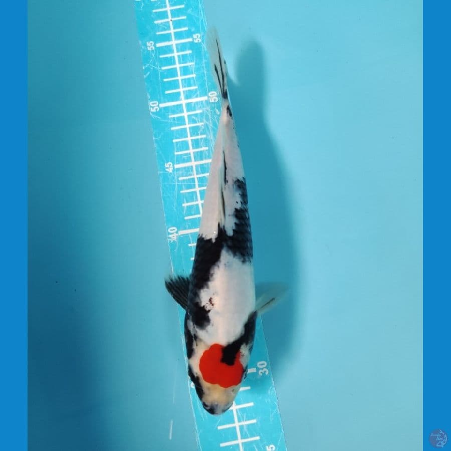 ORIGINAL TANCHO SHOWA 28CM