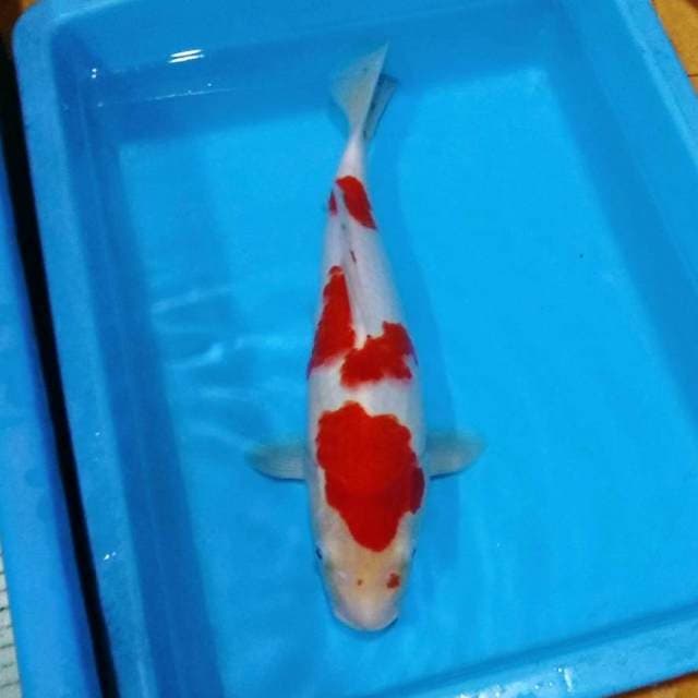 Kohaku calon bulki 40cm