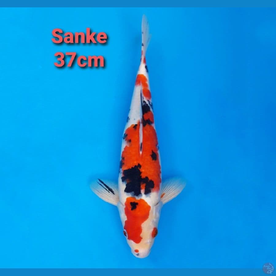 SANKE 37CM