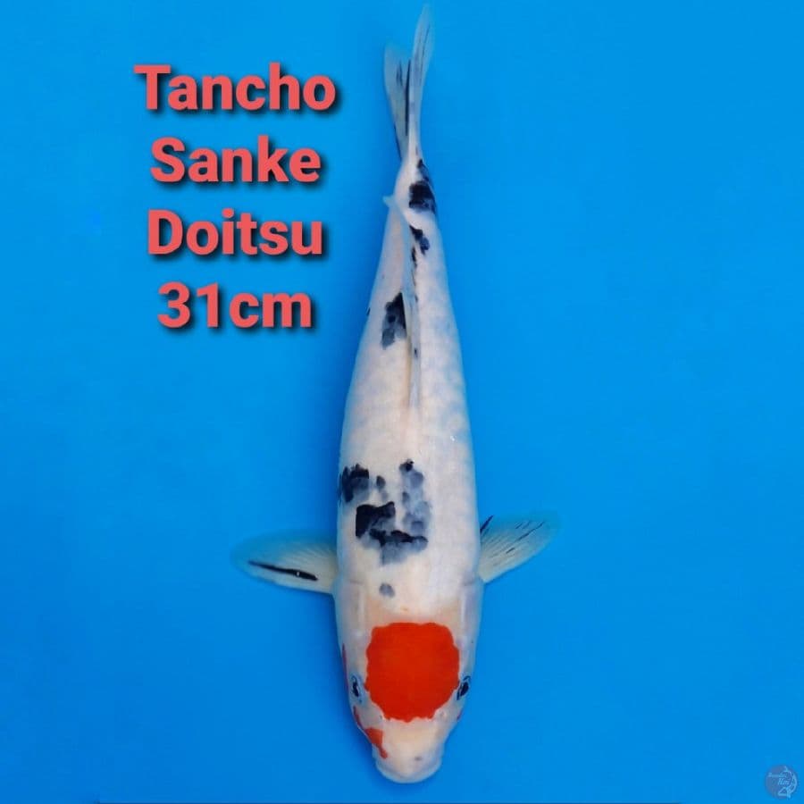 TANCHO SANKE DOITSU 31CM