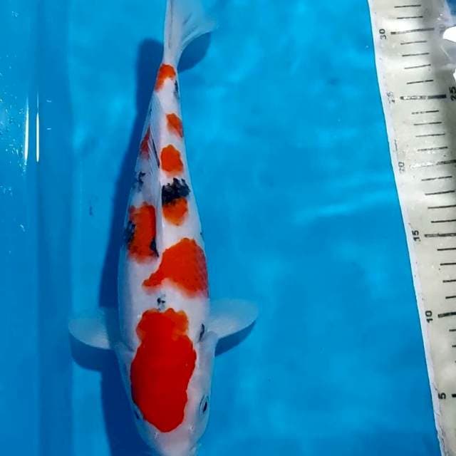 SANKE SHOW QUALITY 31 CM