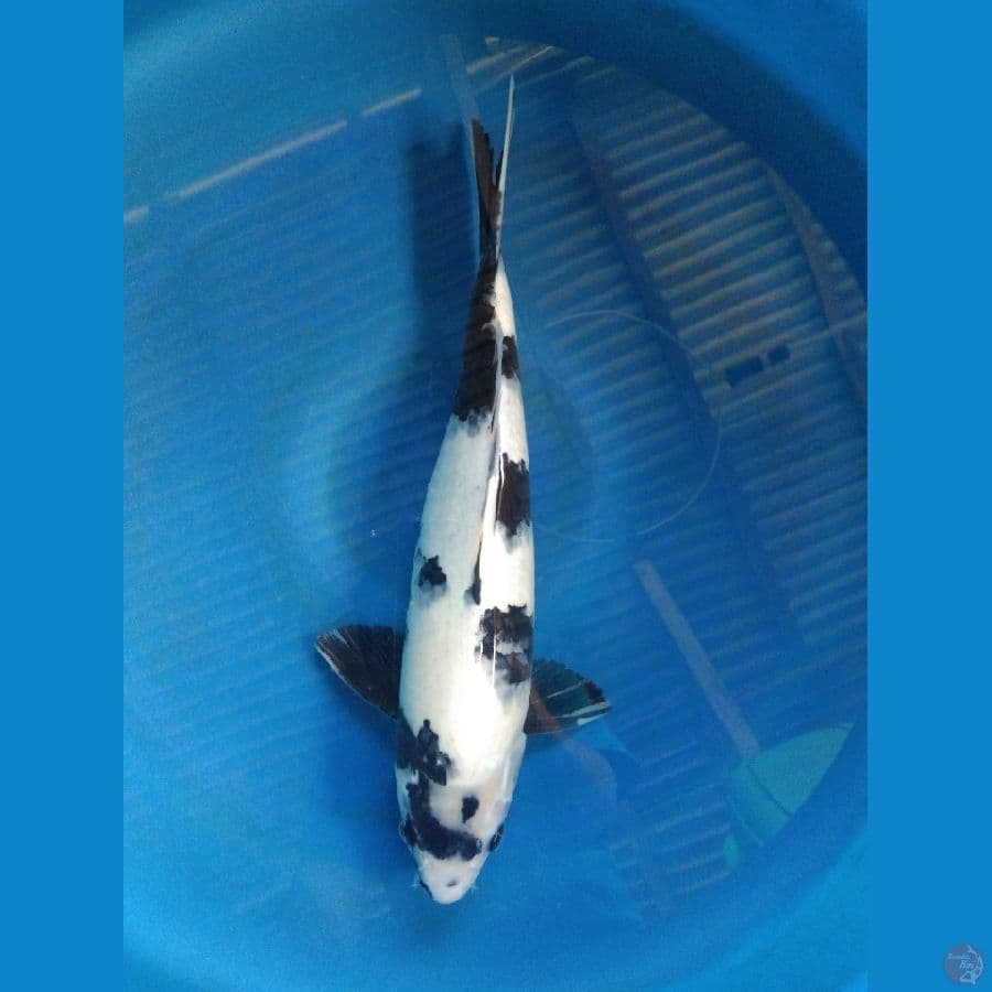 siro 40cm 