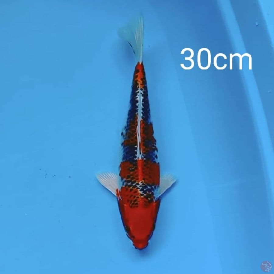 Kujaku 30cm