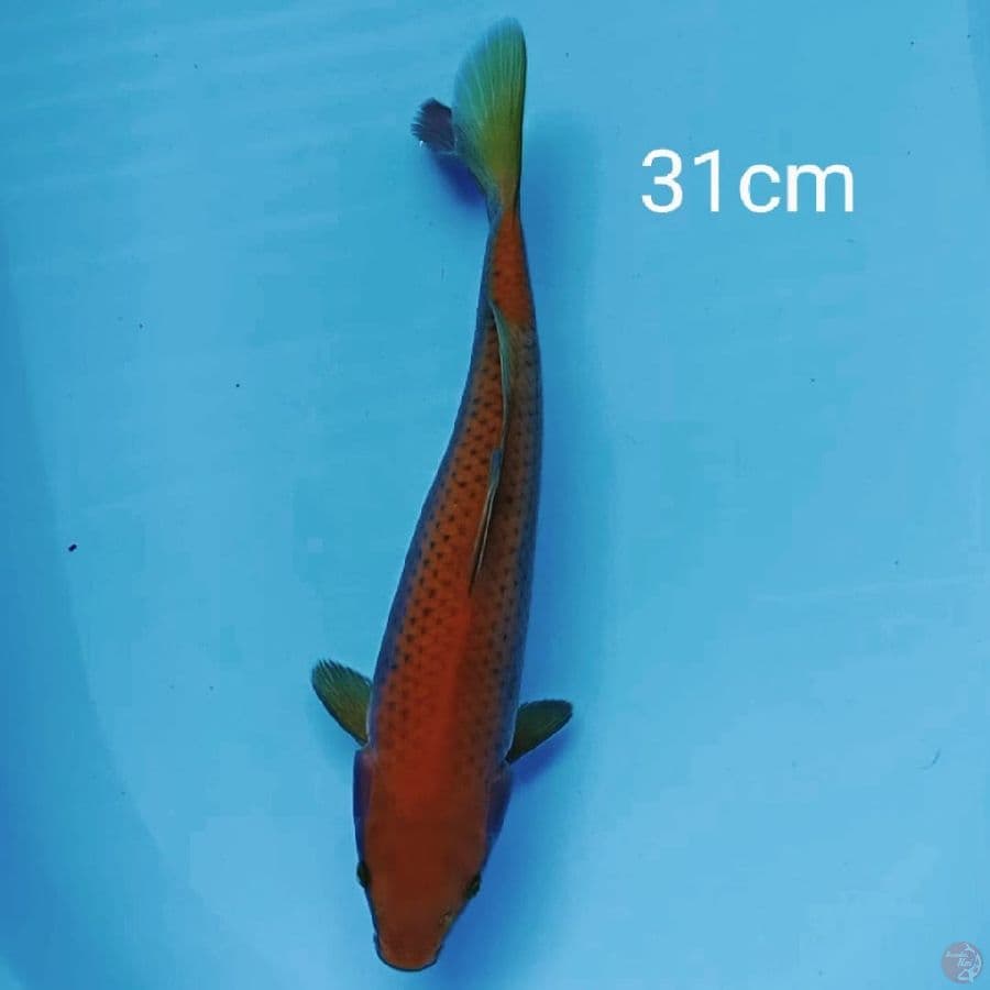 Tembaga 31cm