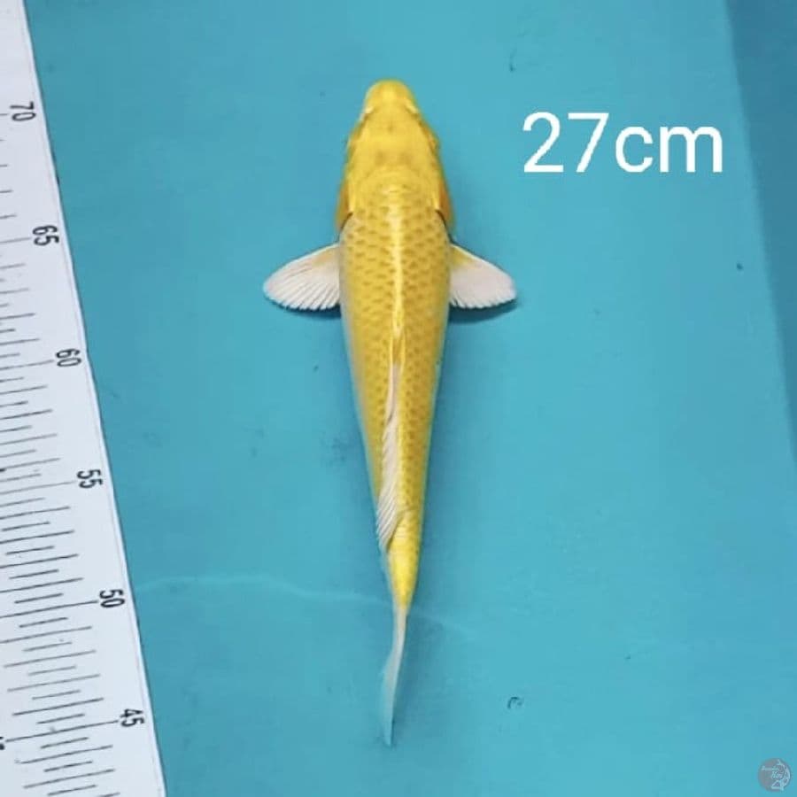 Yamabuki ogon 27cm