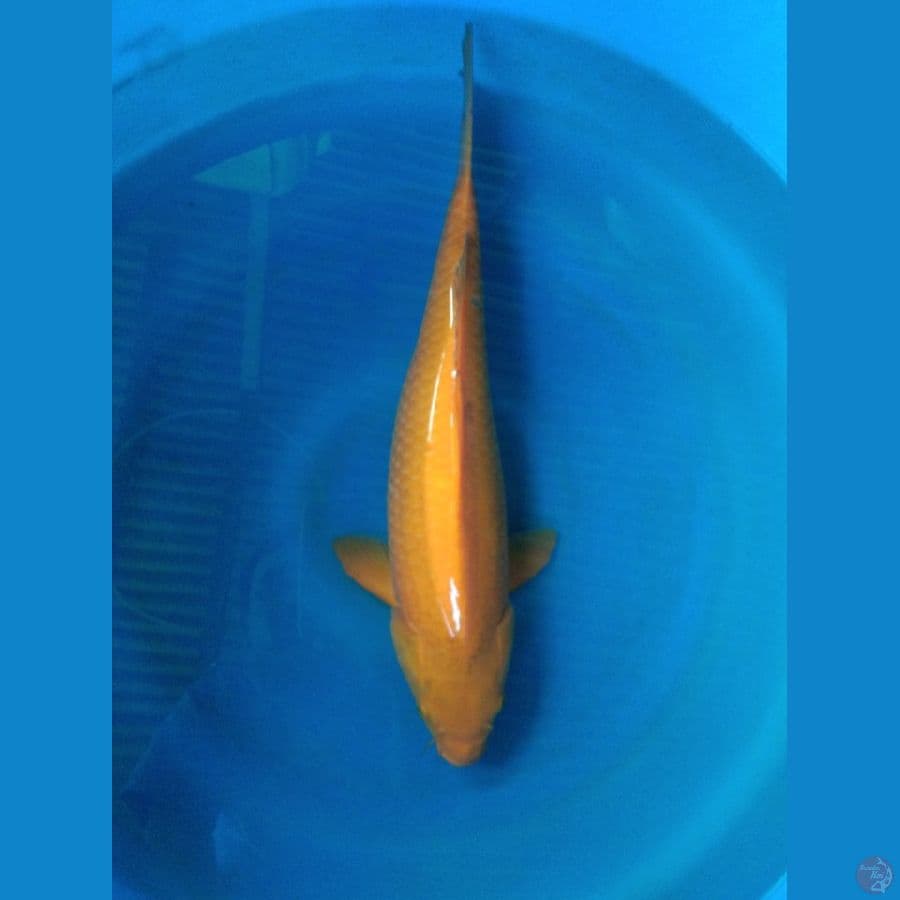 karasi 45cm