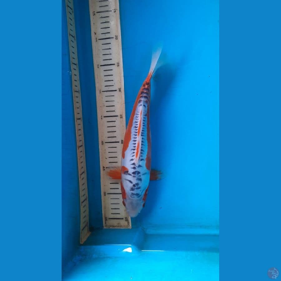 shusui 31cm 
