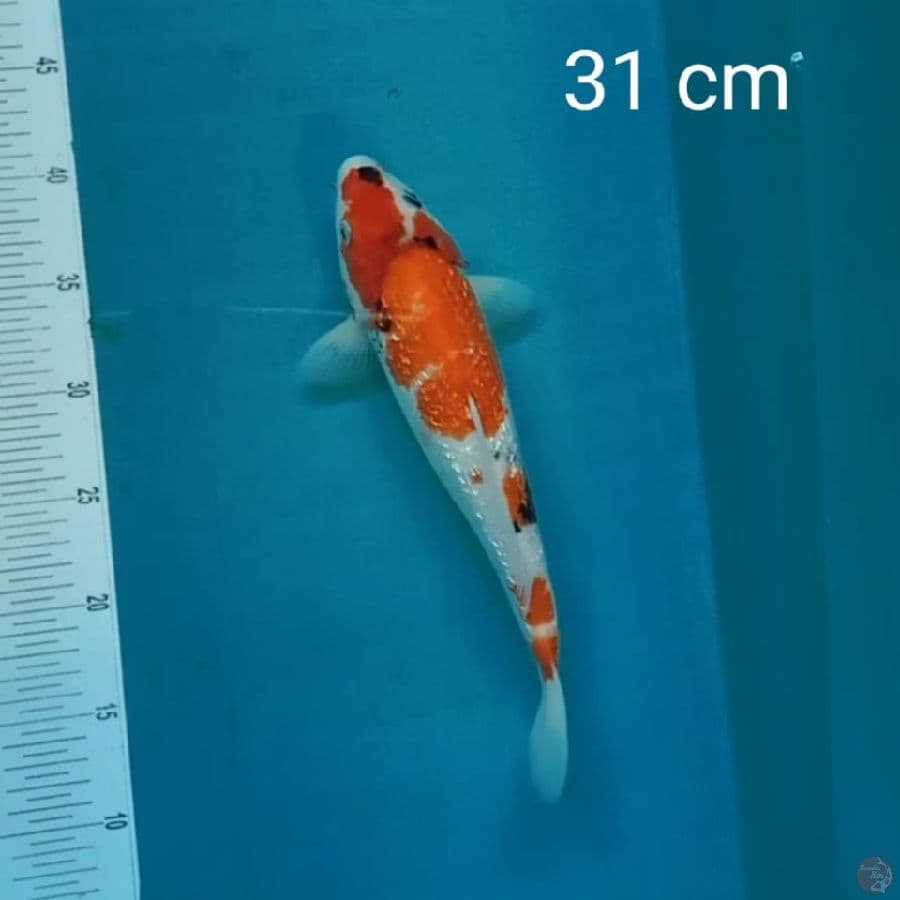 showa ginrin tategoi 31cm