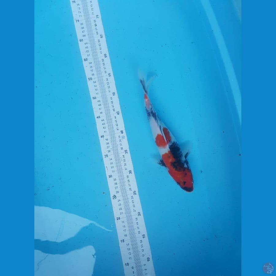 showa 32cm