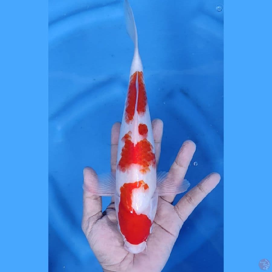 29CM # 3 STEP MALE