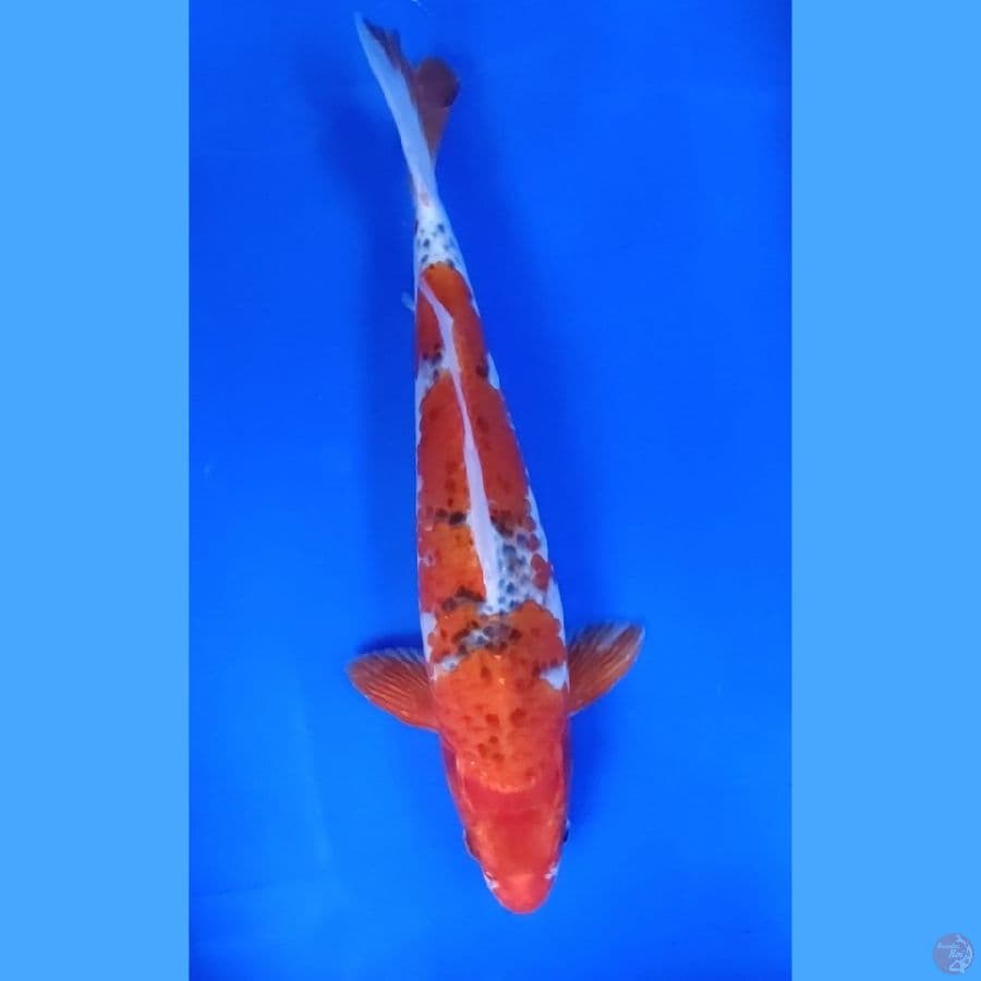 30CM # GOSHIKI