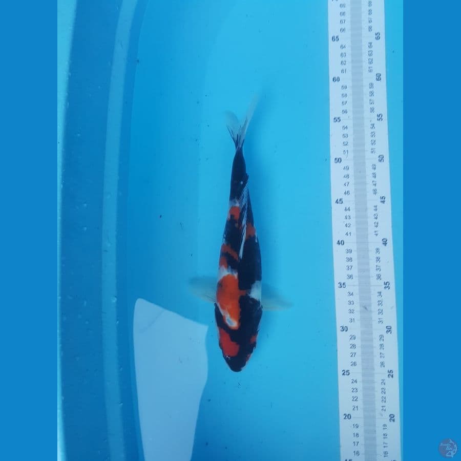 showa 32cm