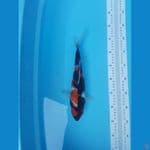showa 32cm