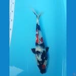 showa 32cm