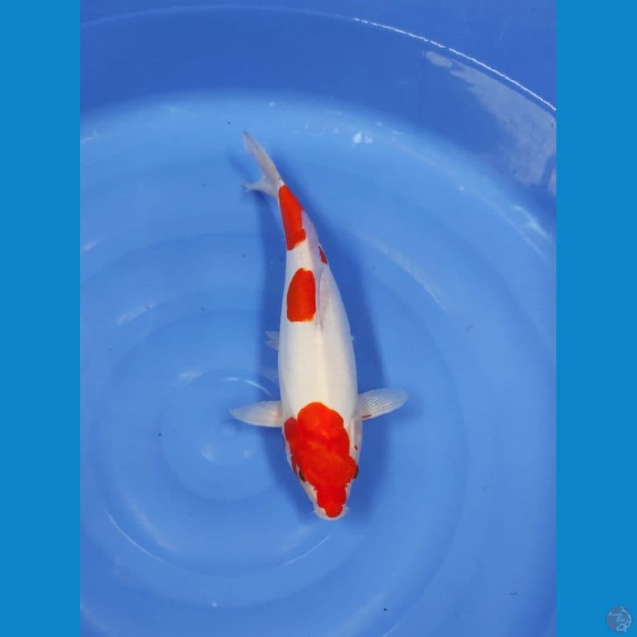DOITSU MURNI 37 CM