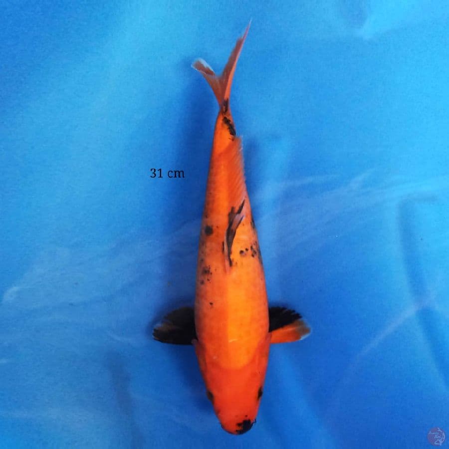 Utsuri 31 cm
