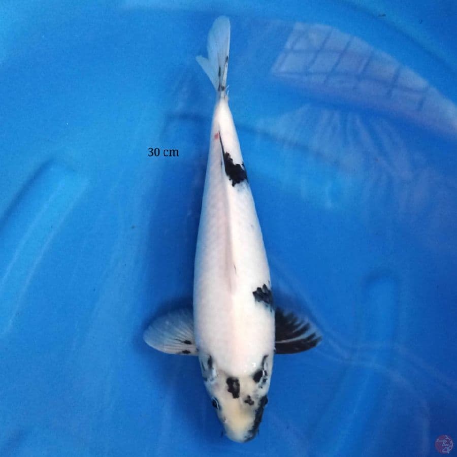 Shiro 30 cm