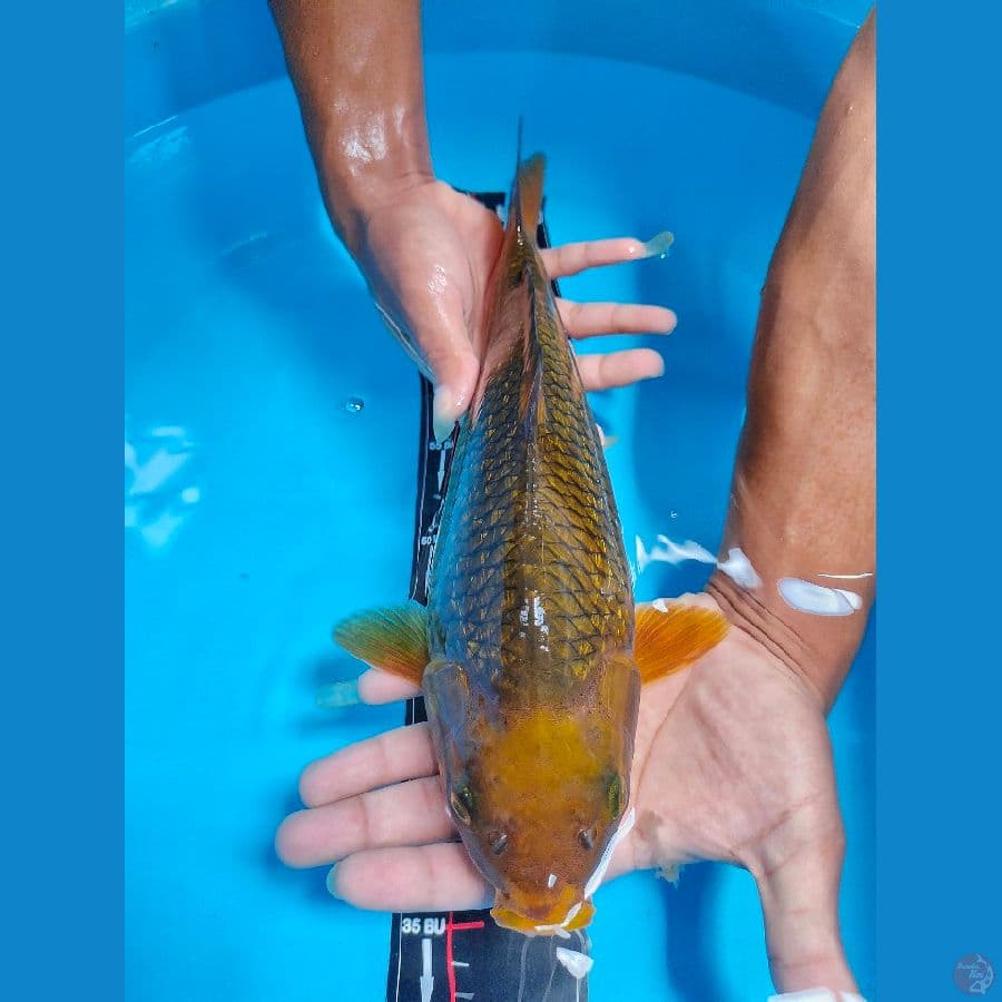 Midori kaca Pecah F33cm