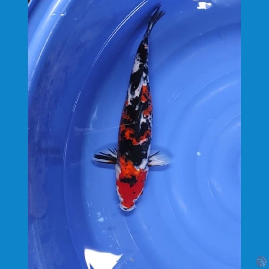 SANKE SHOWA 38 CM