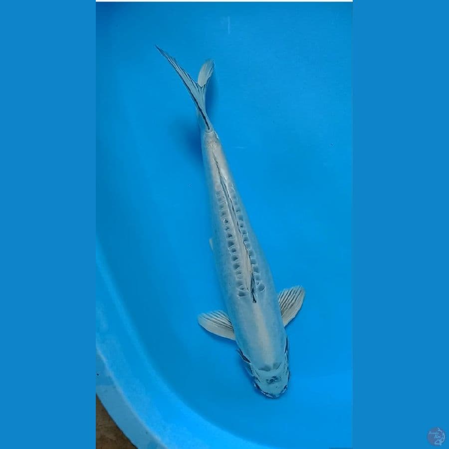 Silver Kiko Jumbo