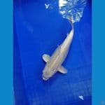 ogon 28 cm female
