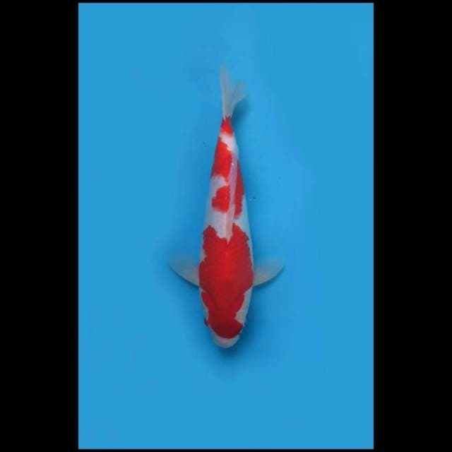(33cm) SANDAN KOHAKU - TOSAI 