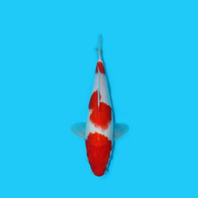 BKS ( KOHAKU 30 CM )