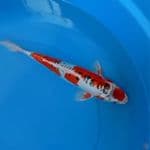 MARUTEN BENYKIKO ORYGAINAL 31CM 