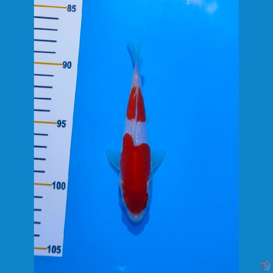 Kohaku Doitsu SQ